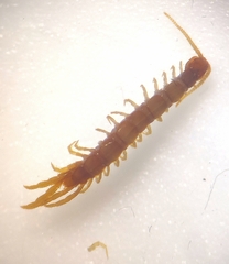 Lithobius curtipes