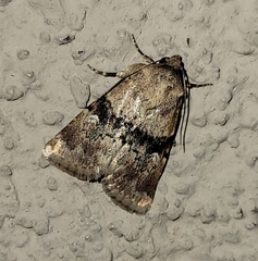 Properigea continens