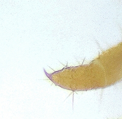 Lithobius curtipes