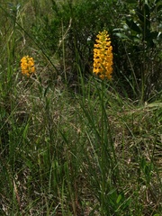 Platanthera integra