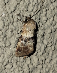 Properigea continens