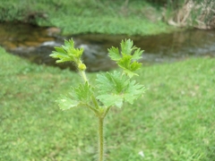 Potentilla tucumanensis