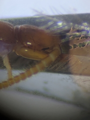 Lithobius curtipes