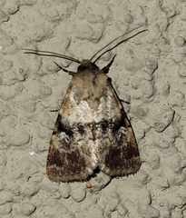 Properigea continens