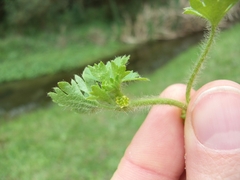 Potentilla tucumanensis