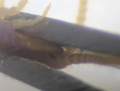 Lithobius curtipes