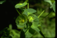 Euphorbia purpurea