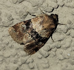 Properigea continens