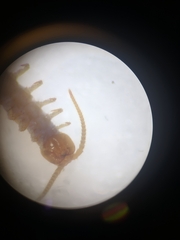 Lithobius curtipes
