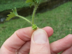 Potentilla tucumanensis