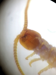 Lithobius curtipes