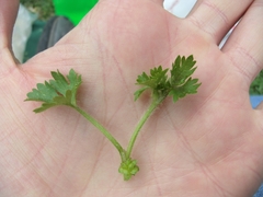 Potentilla tucumanensis
