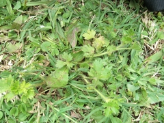 Potentilla tucumanensis