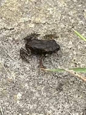 Frogs and Toads from Five Points Rd, Indiana, PA, US on July 16, 2022 ...