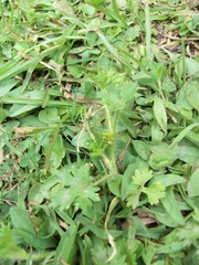 Potentilla tucumanensis