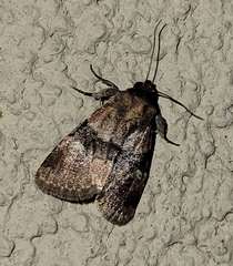 Properigea continens