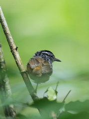 Hypocnemis peruviana