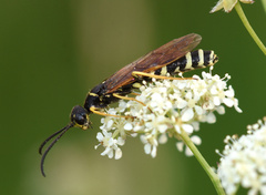Phylloecus linearis