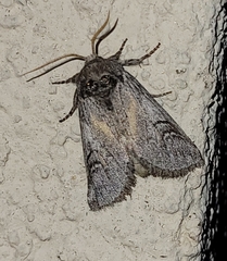 Astiptodonta aonides