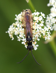 Phylloecus linearis