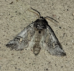 Astiptodonta aonides