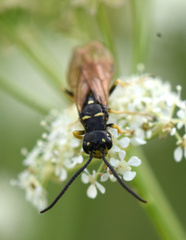 Phylloecus linearis