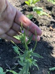 Epilobium pseudorubescens