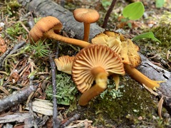 Media resource of Hygrocybe turunda