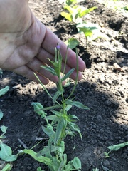 Epilobium pseudorubescens