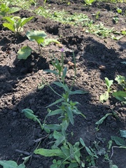 Epilobium pseudorubescens