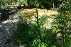 Cirsium monspessulanum