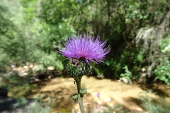 Cirsium monspessulanum