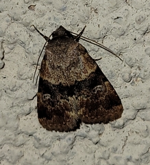 Properigea continens