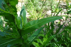 Cirsium monspessulanum