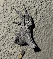 Inguromorpha itzalana