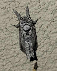 Inguromorpha itzalana