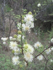 Mimosa farinosa