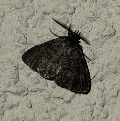 Prosoparia perfuscaria