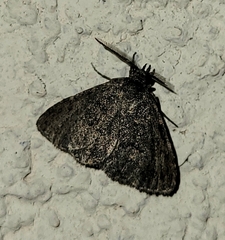 Prosoparia perfuscaria