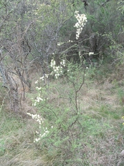 Mimosa farinosa