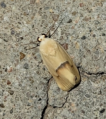 Ponometia venustula