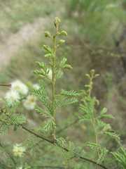Mimosa farinosa