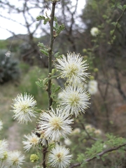 Mimosa farinosa