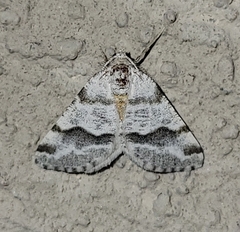 Macaria pallipennata