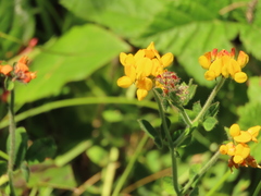 Lotus uliginosus