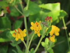 Lotus uliginosus