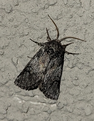 Astiptodonta aonides