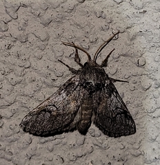 Astiptodonta aonides