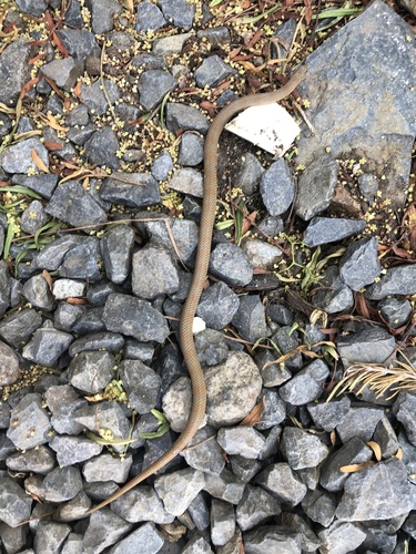 Photo of a Mosauer’s Ground Snake (Sonora mosaueri)