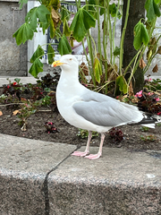 Larus argentatus